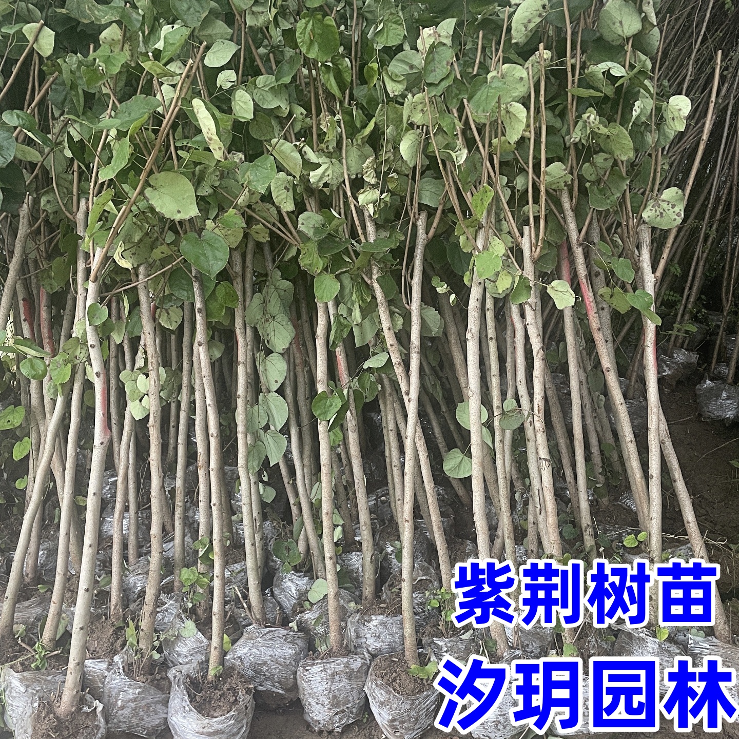 庭院绿化苗汐玥园林春节多年生