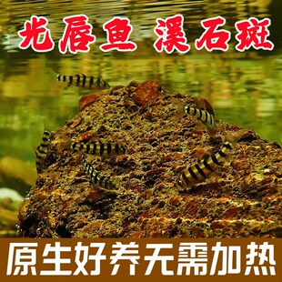 原生鱼冷水光唇j鱼溪石斑小鱼观赏鱼淡水小型群游鱼包活耐活中低