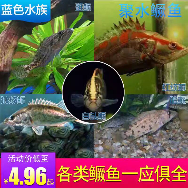 冷水凶猛鱼原生观赏鱼淡水长体鳜大眼鳜红纹鳜鱼斑V鳜稀有鱼苗包