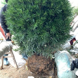 罗汉松球 精品罗汉松球 盆栽庭院常绿植物 树冠60-1.Z7米 包邮