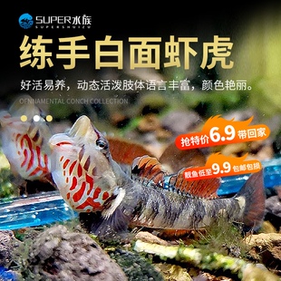 练手稀有原生冷水鱼小型s淡水白面溪流吻虾虎鱼好养耐活热带观赏