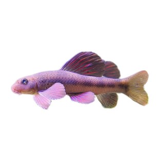 原生好养棒花鱼似鮈建德小鳔鮈小鳈清洁除藻O翻砂冷水工具鱼淡水