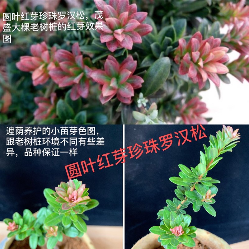 圆叶 红芽珍珠罗汉松 红芽罗汉松 小Z品盆景盆栽