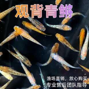锦观背青鳉不打氧淡水冷水鱼好养C耐活可繁殖原生迷你古法观赏鱼