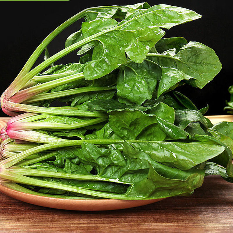 新鲜菠菜绿色农家自种新鲜红根大叶菠菜露天农家蔬菜青菜现摘现发