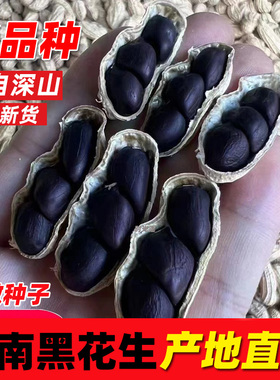 云南黑花生老品种新货晒干富硒黑皮花生米种子籽坚果孕妇零食特产