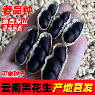 云南黑花生老品种新货晒干富硒黑皮花生米种子籽坚果孕妇零食特产