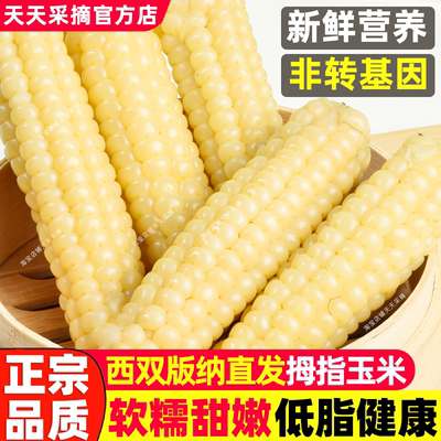 【西双版纳直发】高品质拇指玉米