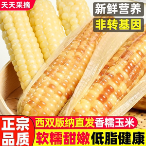 西双版纳香糯拇指小玉米儿带皮花糯甜糯玉米童宝云南傣家新鲜营养