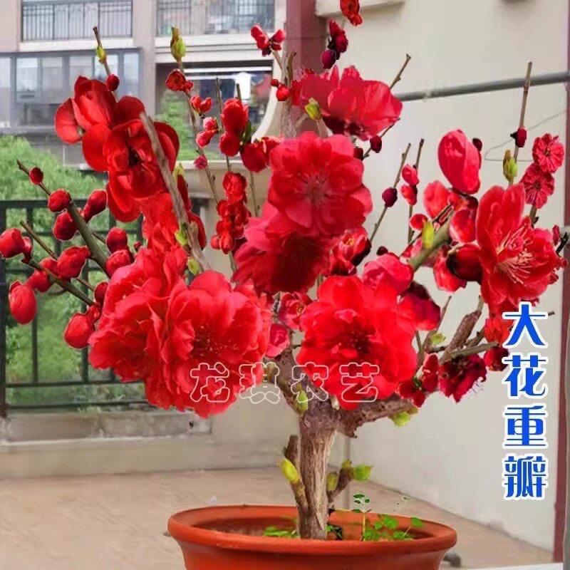 浓香型耐热耐寒四季梅花