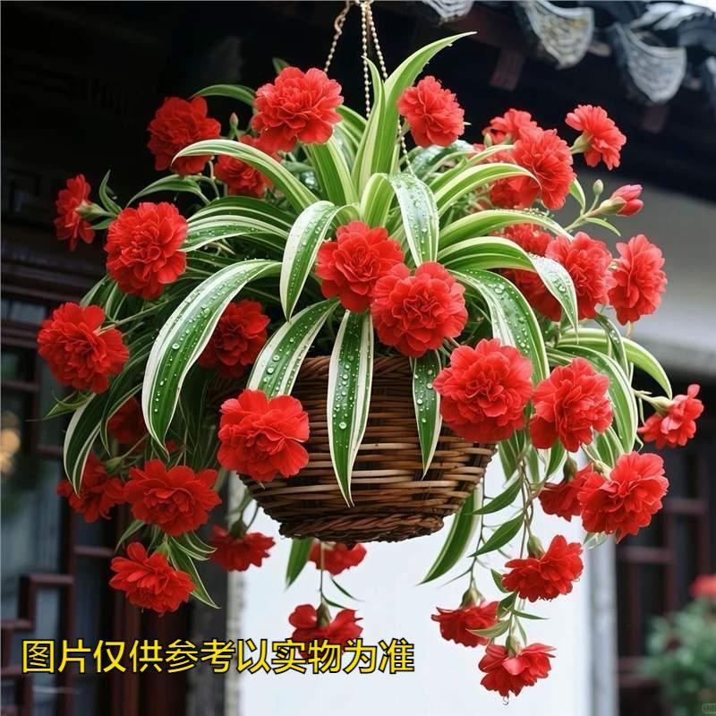 【吊兰四季开花】金心金