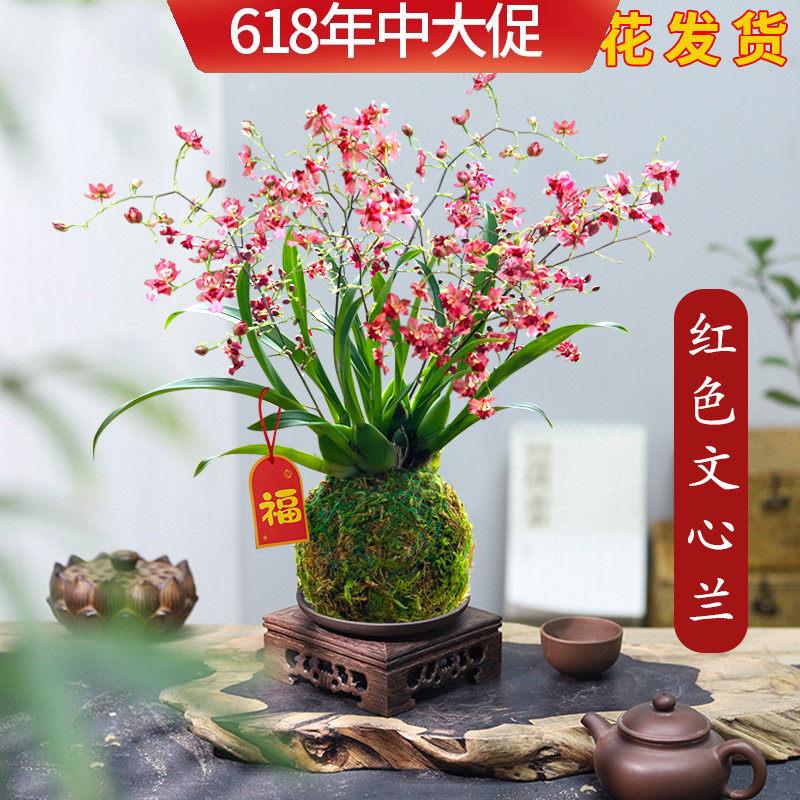 香水文心兰花苗现带花苞