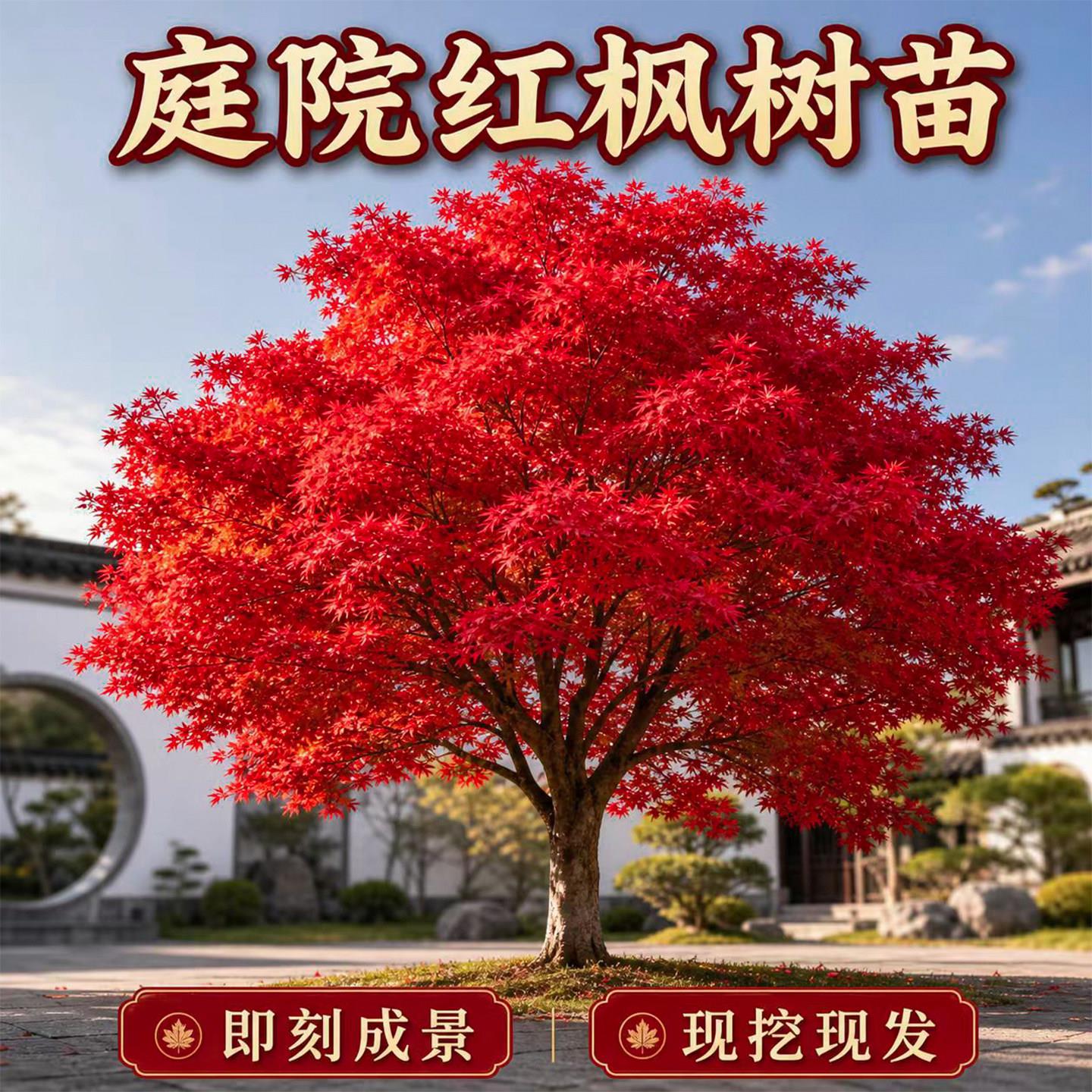 中国红枫树苗庭院正宗日