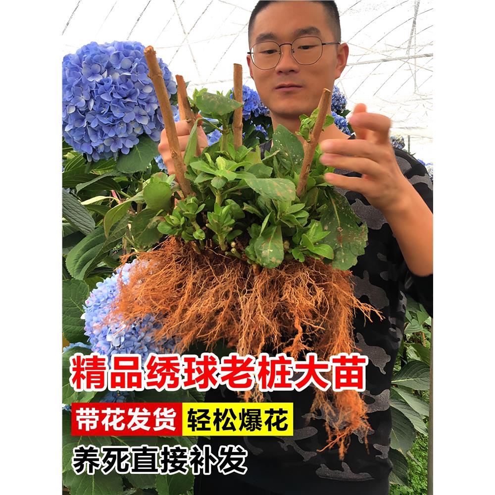 绣球花苗老桩大苗多季开