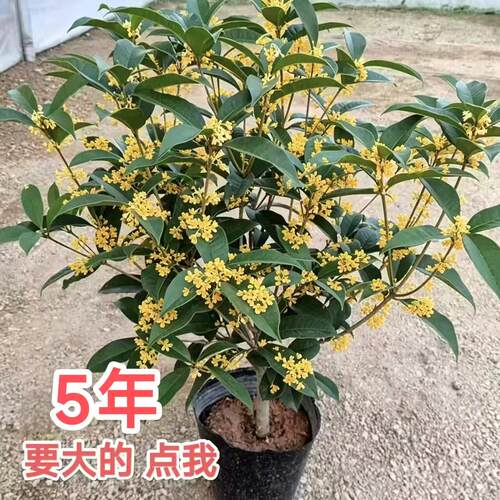 【A精品带花芽】原土球发