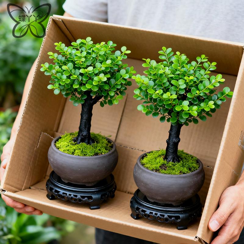 小叶紫檀盆景老桩植物树