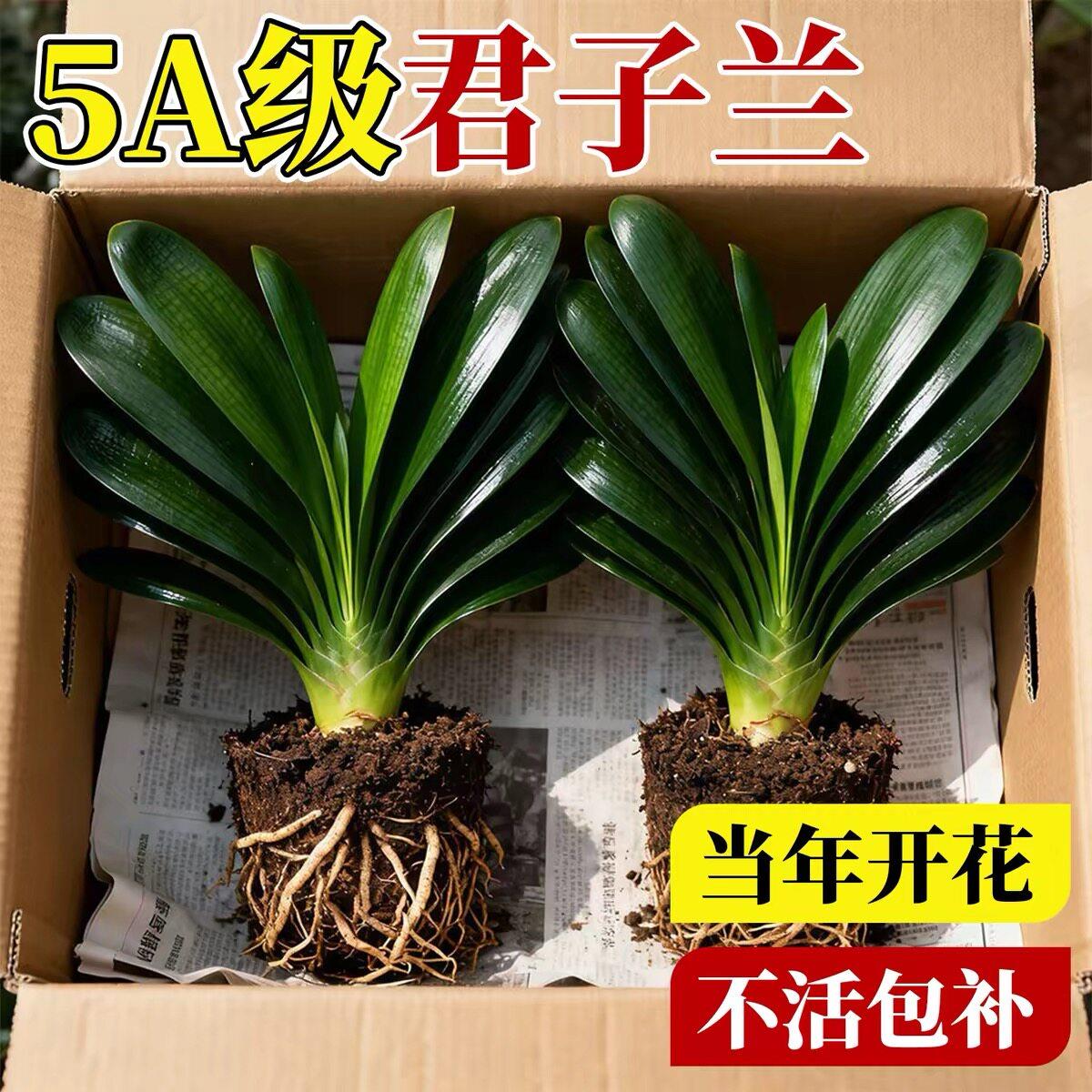 君子兰盆栽老苗四季好养