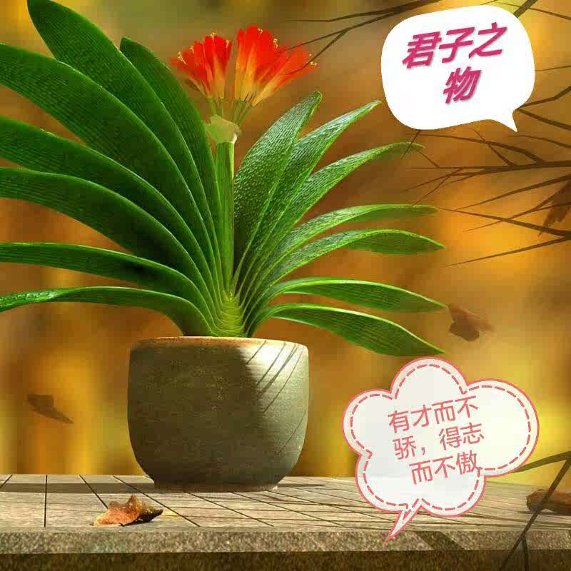 室内花卉盆栽君子兰花苗