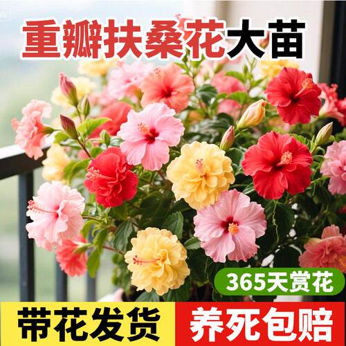 扶桑花盆栽重瓣多色四季