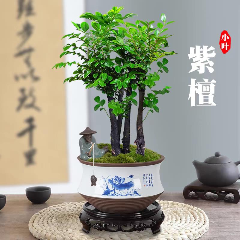 小叶紫檀盆景树桩绿植盆