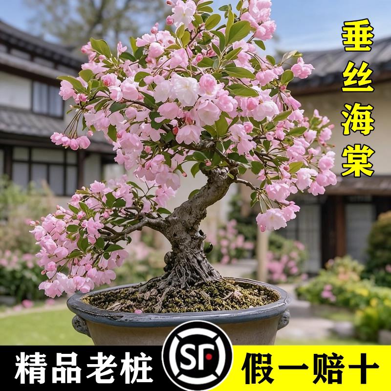 垂丝海棠花盆栽鲜花四季