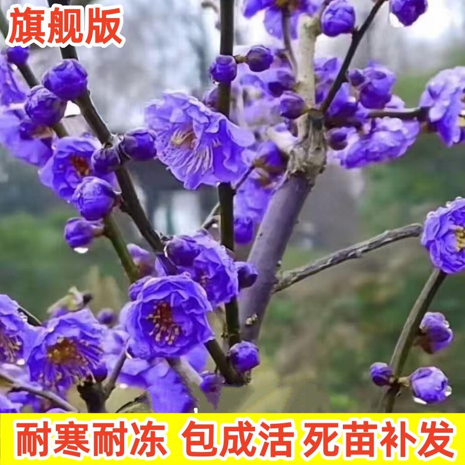 买一发二耐热寒四季梅花