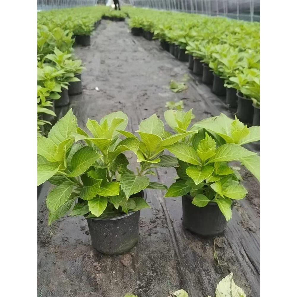 无尽夏绣球花大花重瓣花