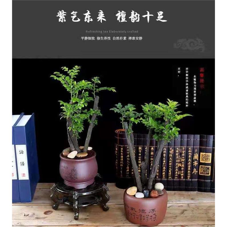 小叶紫檀盆景树桩四季常