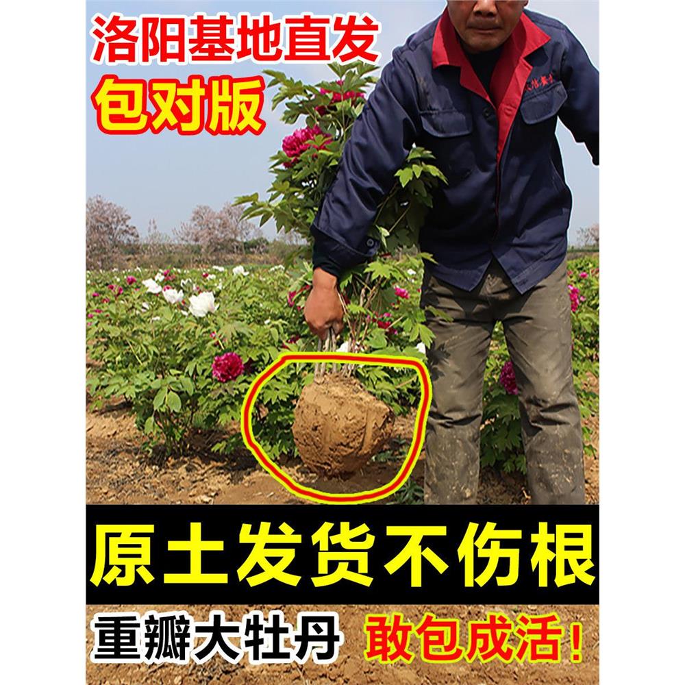 牡丹花苗盆栽洛阳正宗大图片