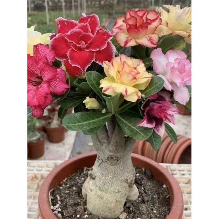 沙漠玫瑰盆栽四季花开庭