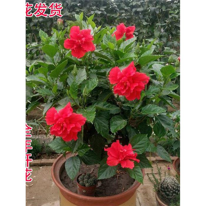 扶桑花苗重瓣大花盆栽带