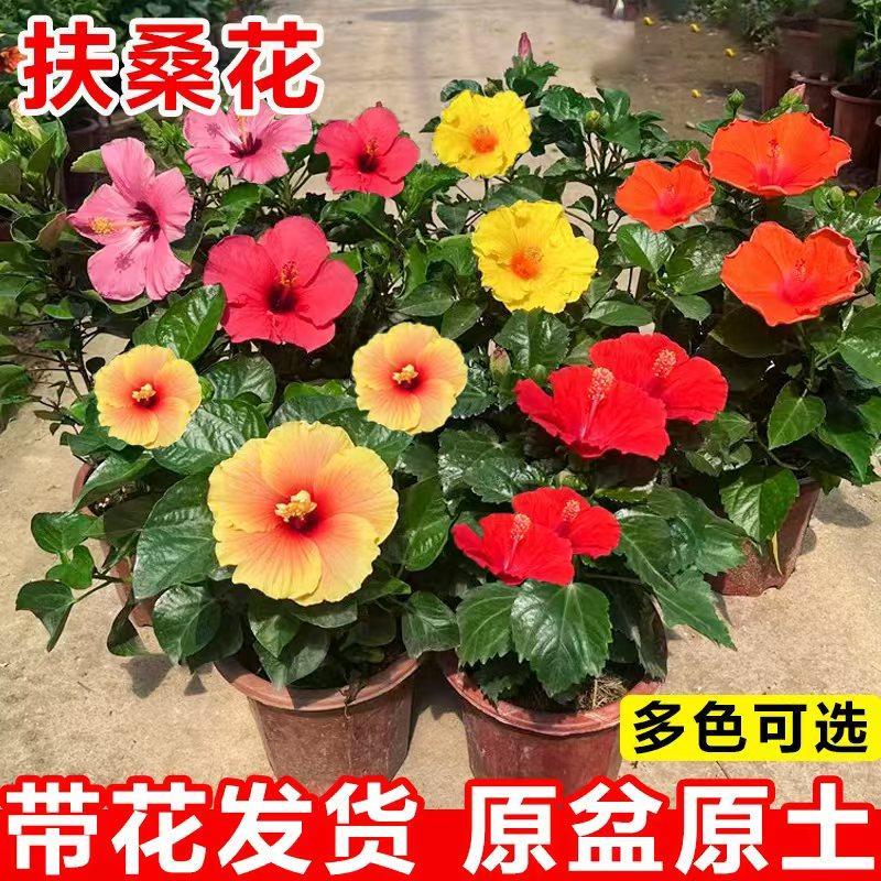 扶桑花盆栽带大花木槿花