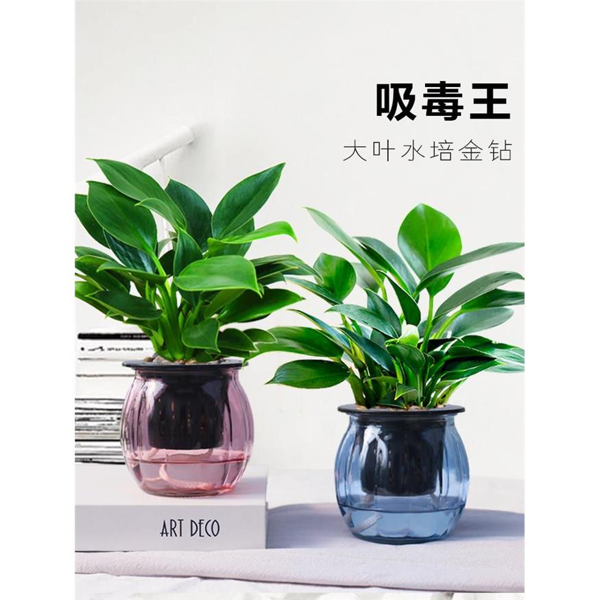 大叶金钻盆栽绿公主植物