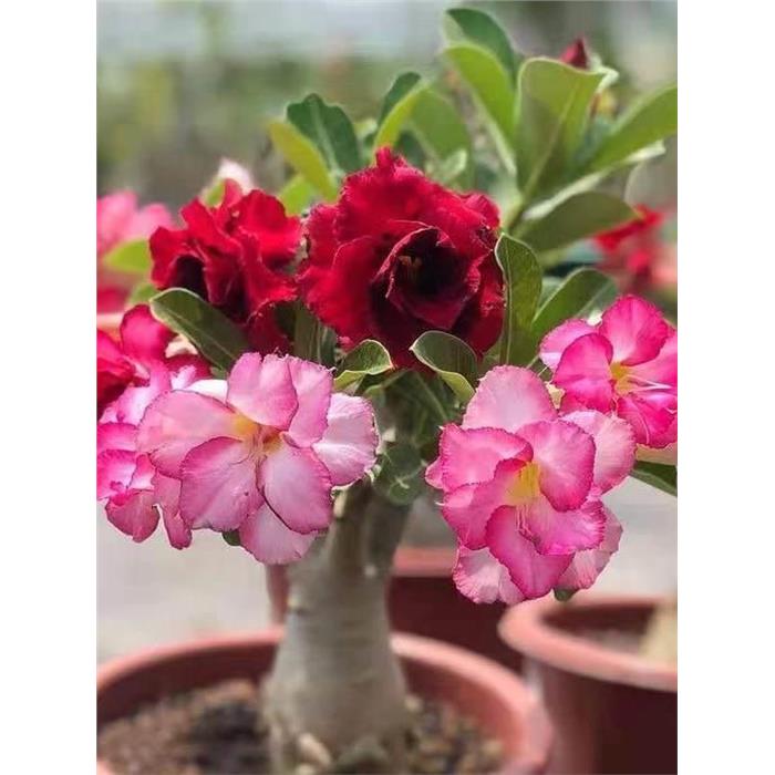 沙漠玫瑰盆栽四季花开庭