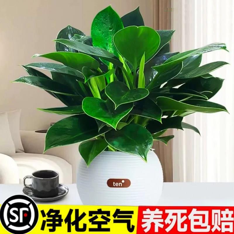 金钻绿公主盆栽绿萝箩花图片
