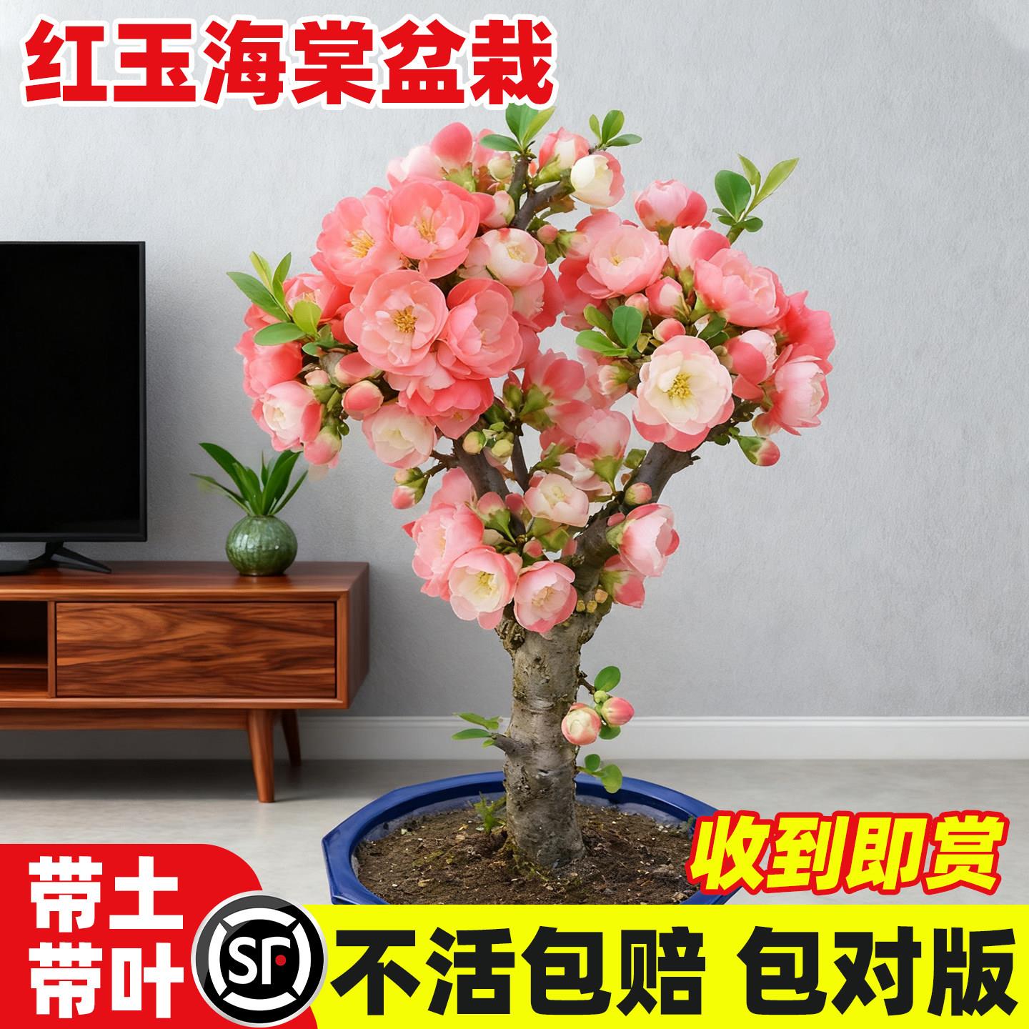 红玉海棠花盆栽苗易活四