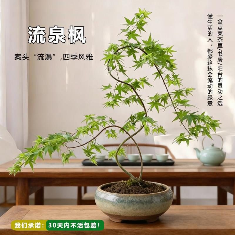 【枫树综合】流泉枫造型