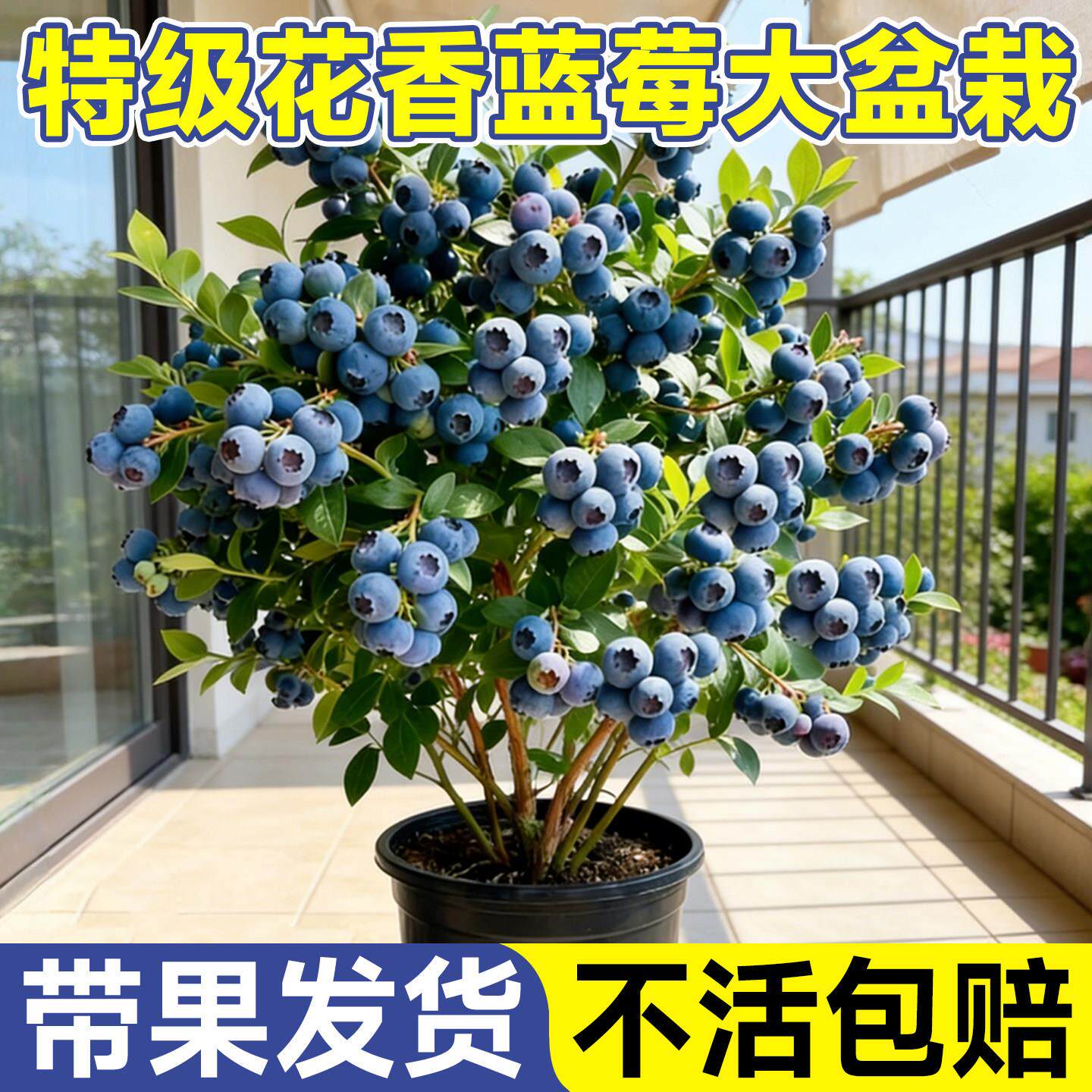 花香蓝莓树果苗盆栽特大