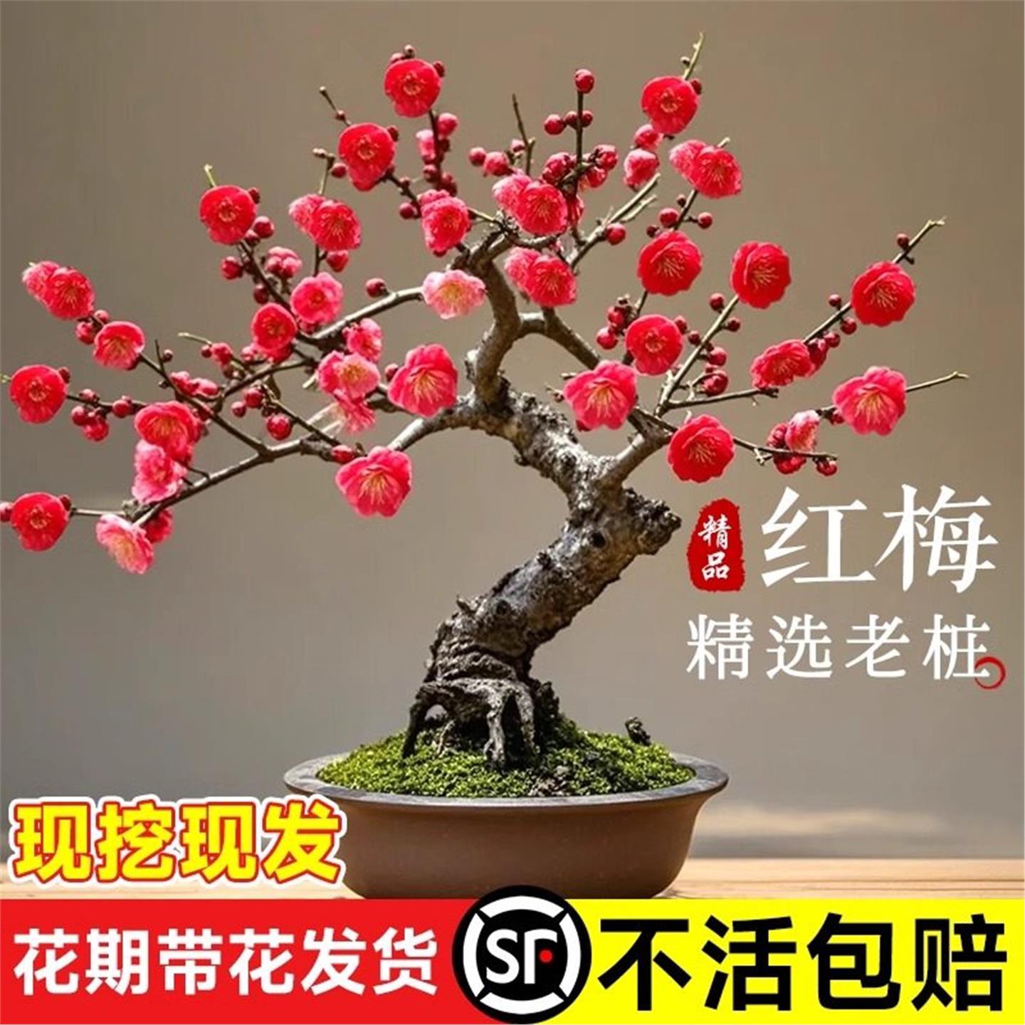 红梅花盆栽树苗室内外阳
