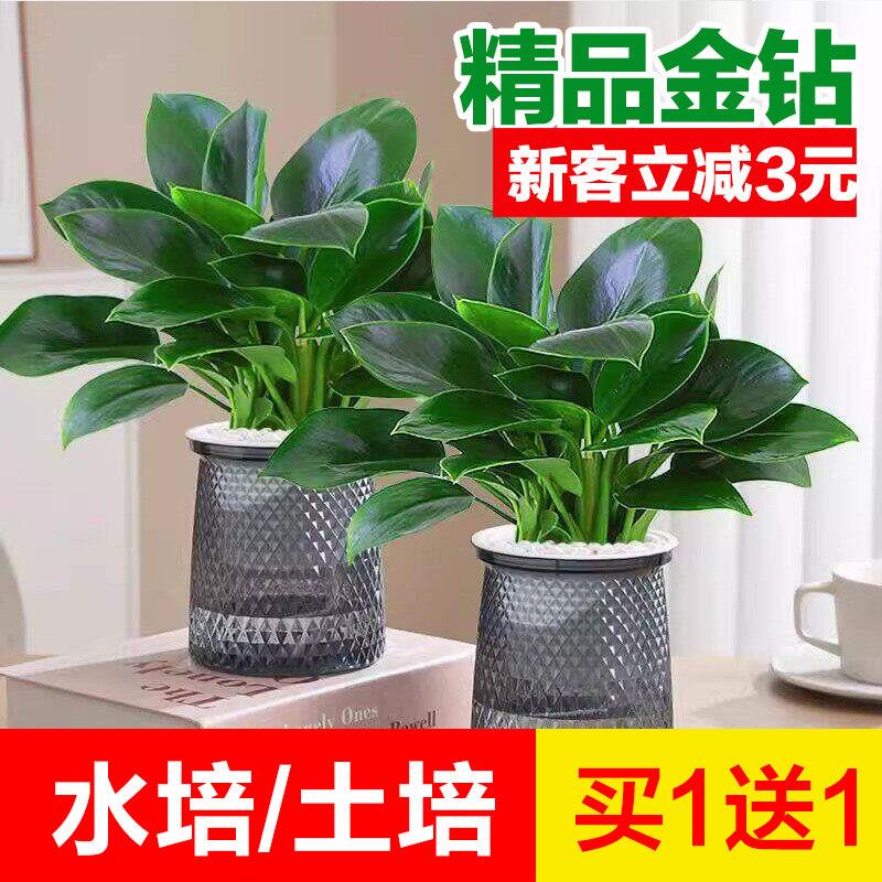 金钻绿公主盆栽绿箩萝水图片