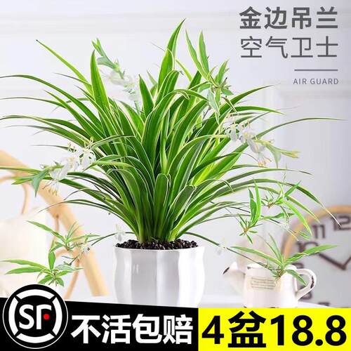 金边吊兰盆栽花卉植物室