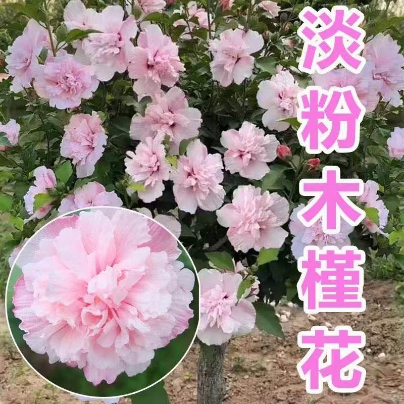 好养易活五色木槿扶桑花