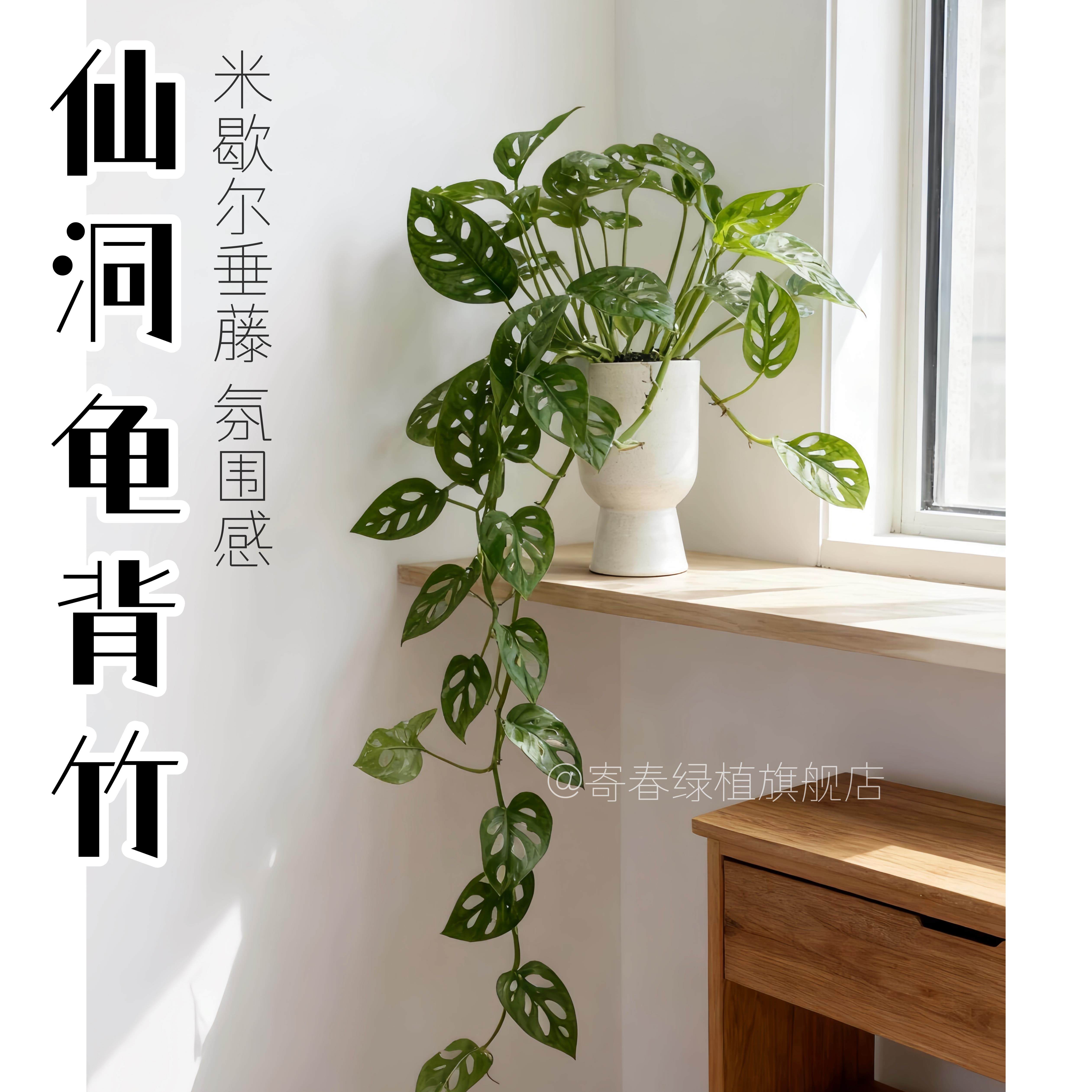 米歇尔仙洞龟背竹Monster