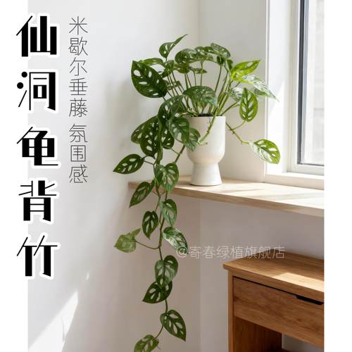 米歇尔仙洞龟背竹Monster