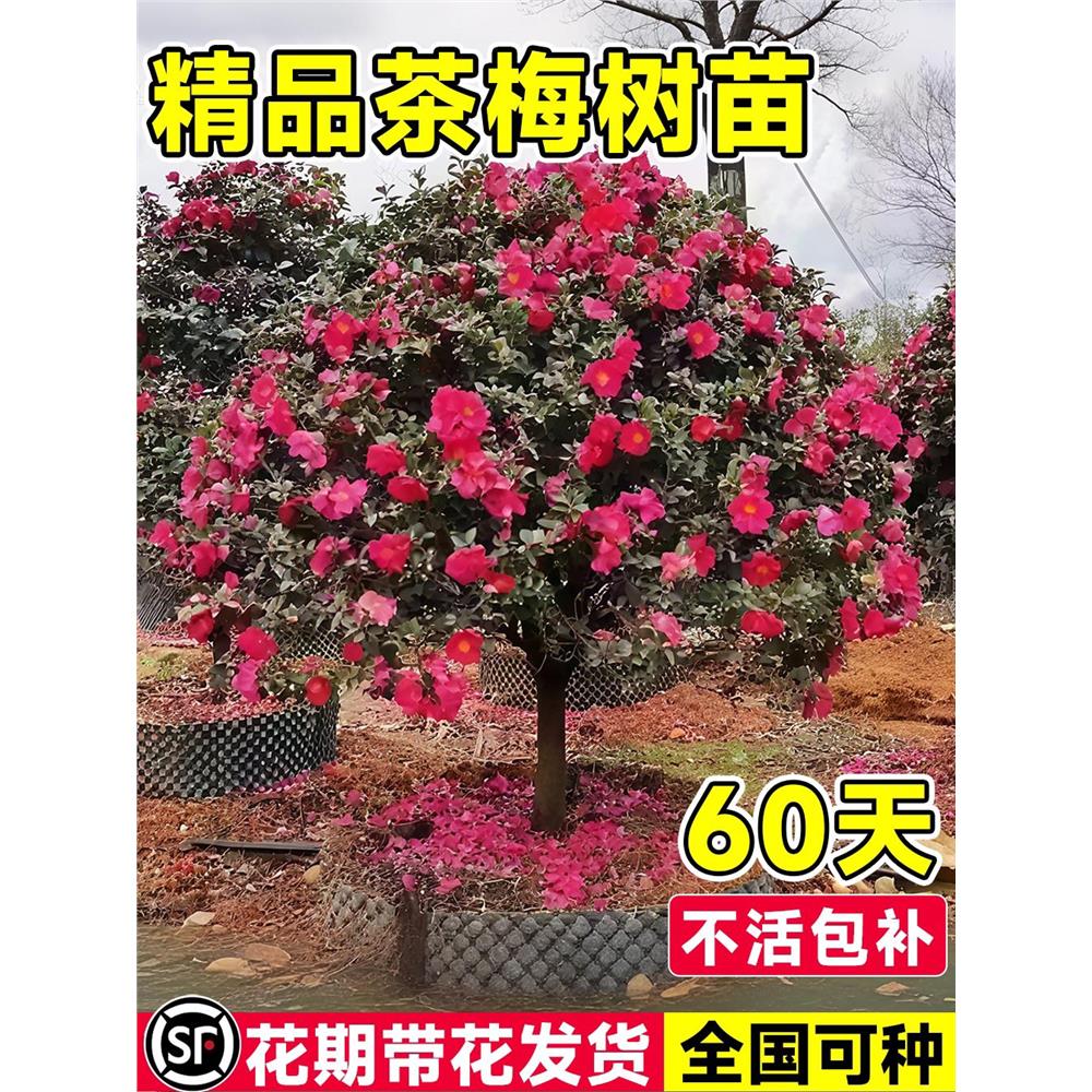 茶梅盆栽老桩红花树苗山