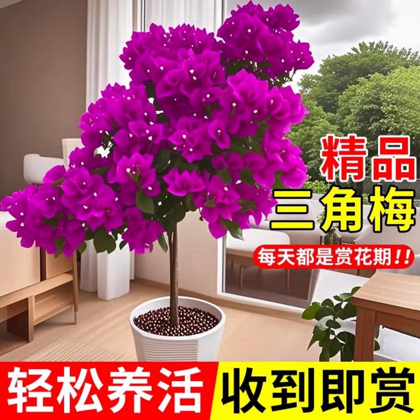 重瓣三角梅四季盆栽老桩图片