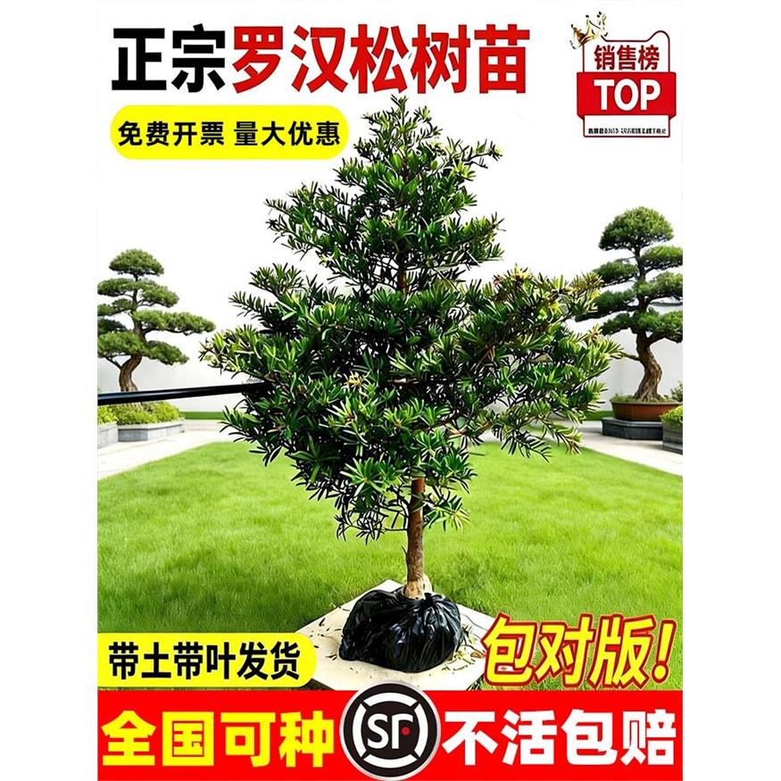 罗汉松树苗盆景大树雀舌