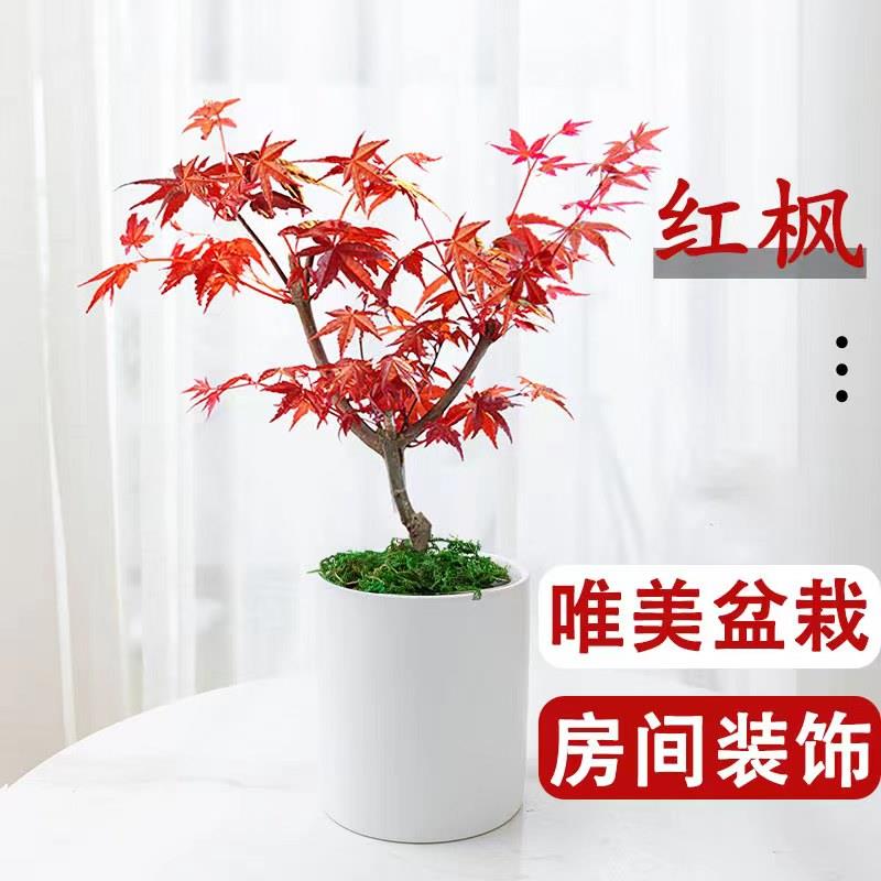 四季皆美日本红枫盆栽耐