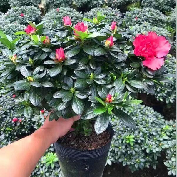 杜鹃花盆栽带花苞发老桩图片