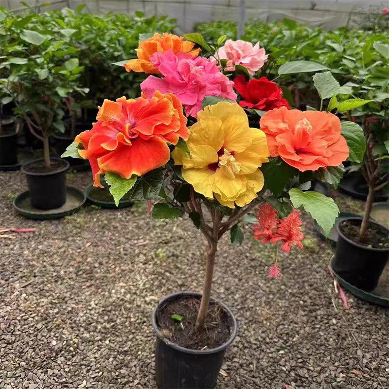 精品丹麦木槿花阳台庭院
